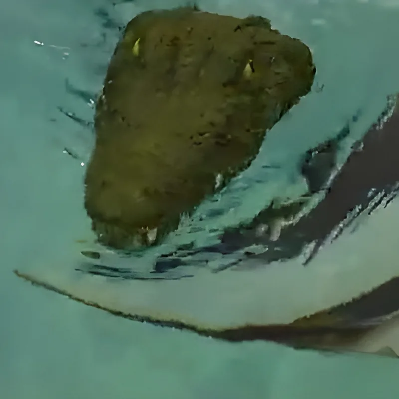 Remote Control Crocodile Head